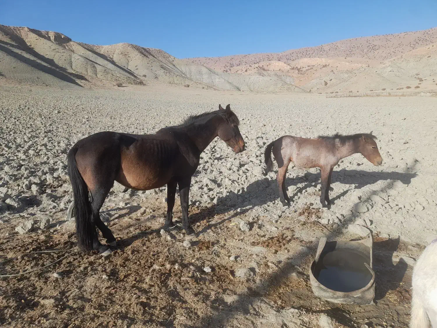 فروشی|اسب و تجهیزات اسب‌سواری|شیروان (خراسان), |دیوار