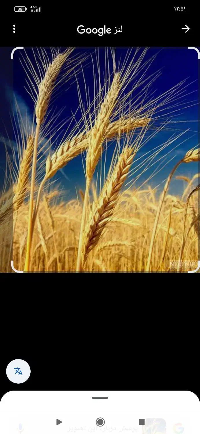 لوبیا وگندم بزری|خوردنی و آشامیدنی|اراک, |دیوار