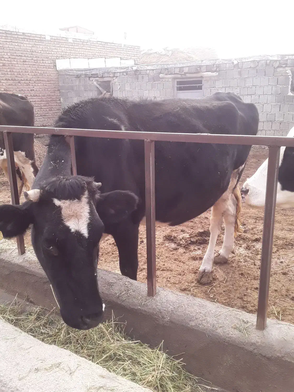 گاو|حیوانات مزرعه|انزل, |دیوار