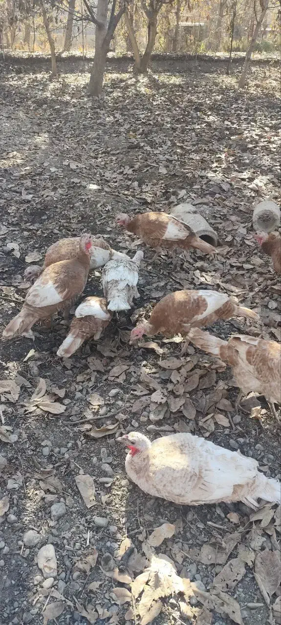 بوقلمون|حیوانات مزرعه|سنندج, |دیوار