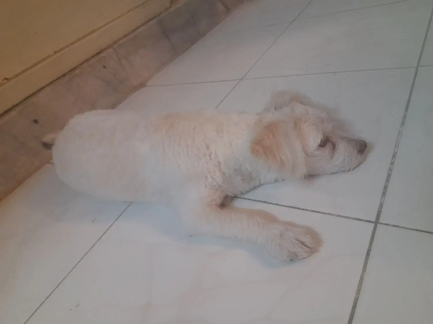 واگذاری|سگ|اصفهان, اشکاوند|دیوار