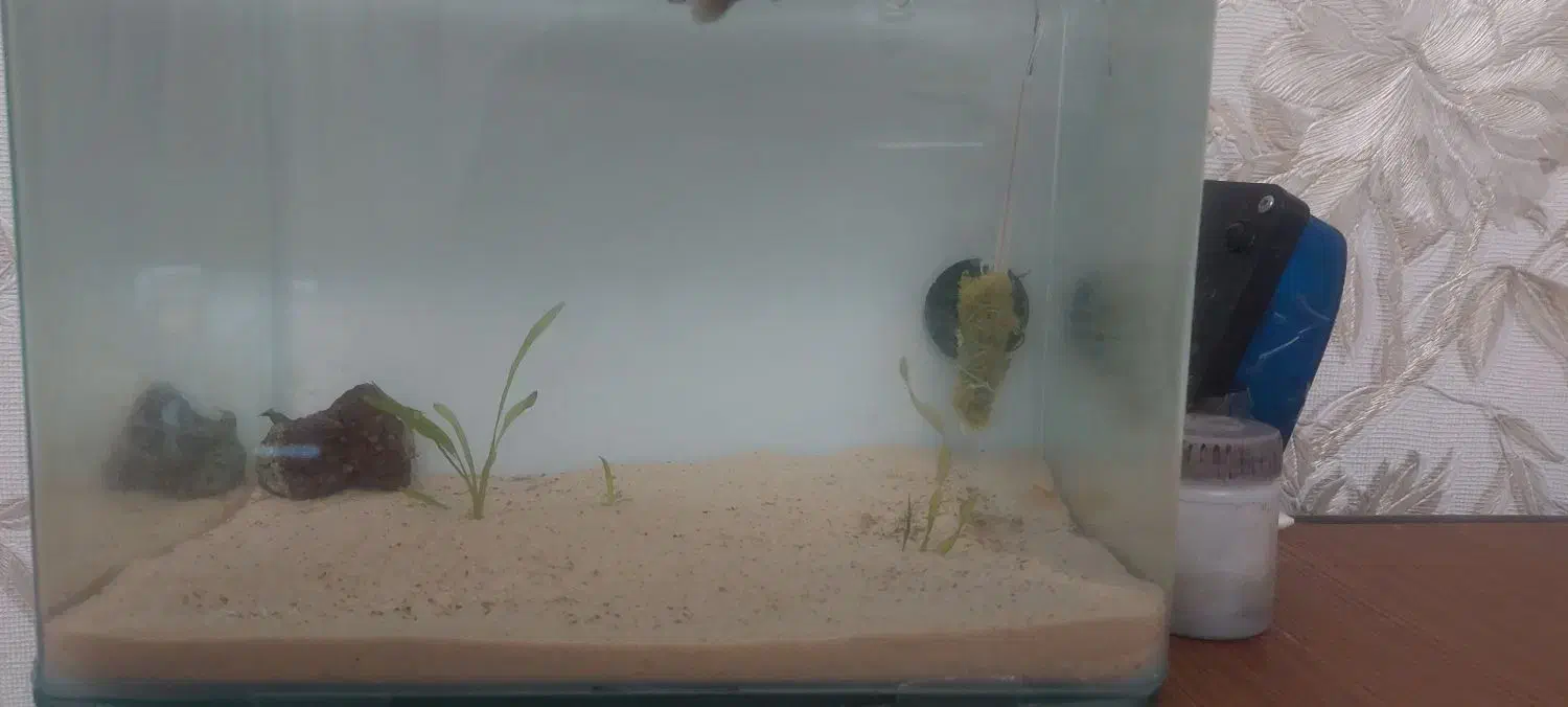 ماهی و اکواریم شیشه خم|ماهی|زاهدان, |دیوار