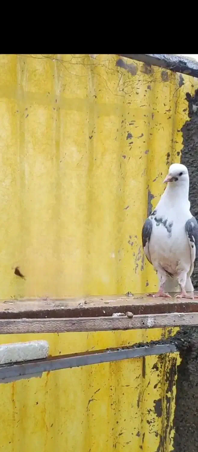 کبوتر گمشده|اشیا|تهران, راه آهن|دیوار