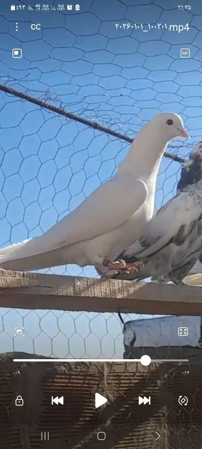 گمشده|حیوانات|نظرآباد, نظرآباد|دیوار