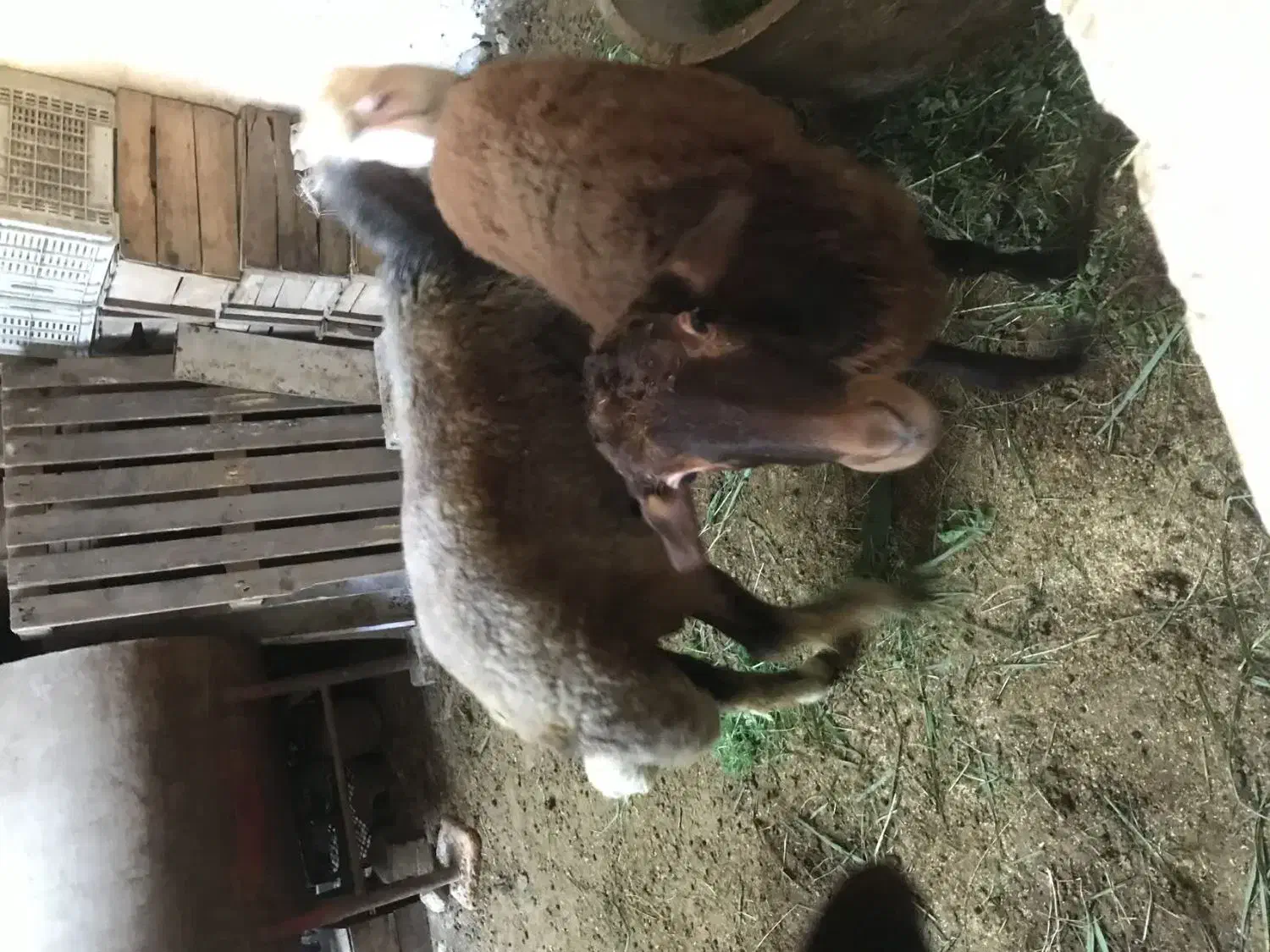 گوسفندهای افشار بروجرد|حیوانات مزرعه|قائمشهر, |دیوار