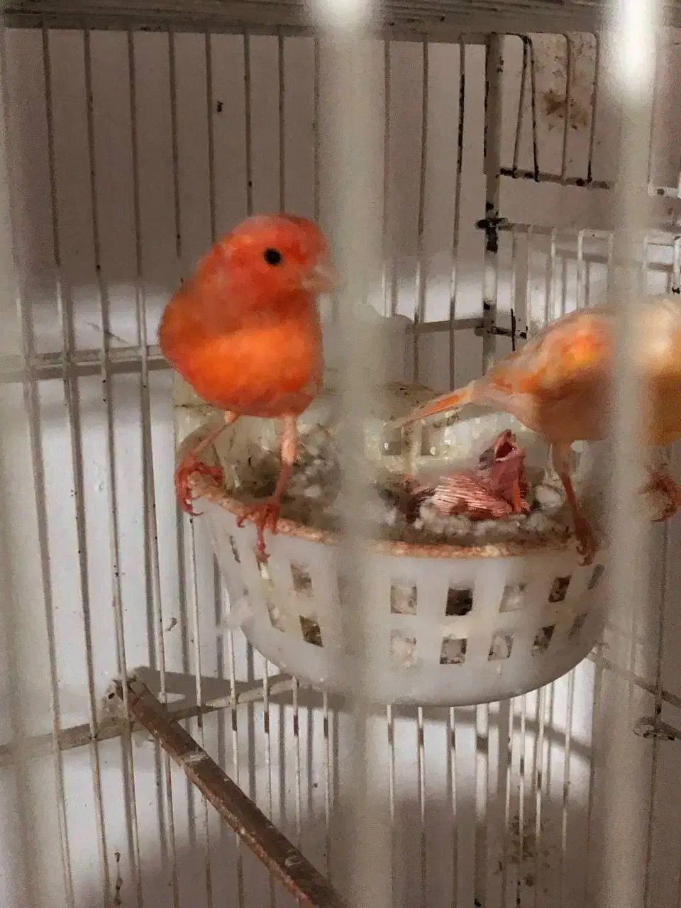 قناری رد فاکتور مولد رو تخم و جوجه|پرنده|گرگان, |دیوار