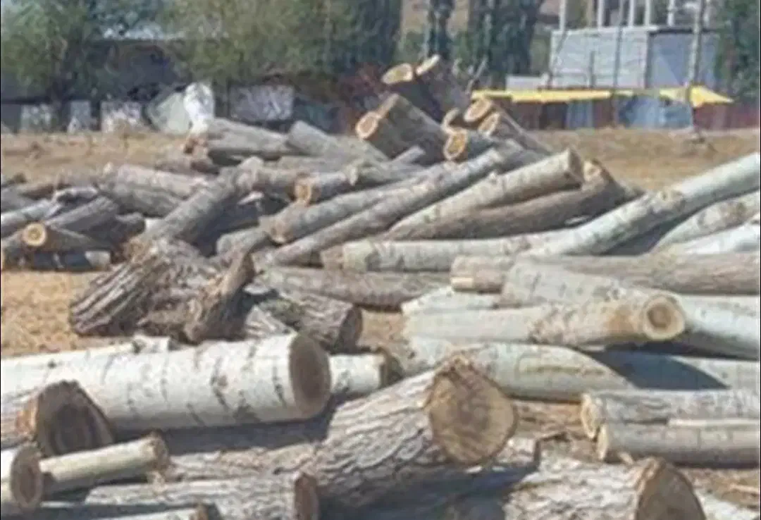 خرید چوب نقدیتماس|خدمات باغبانی و درختکاری|مزرعه کتول, |دیوار