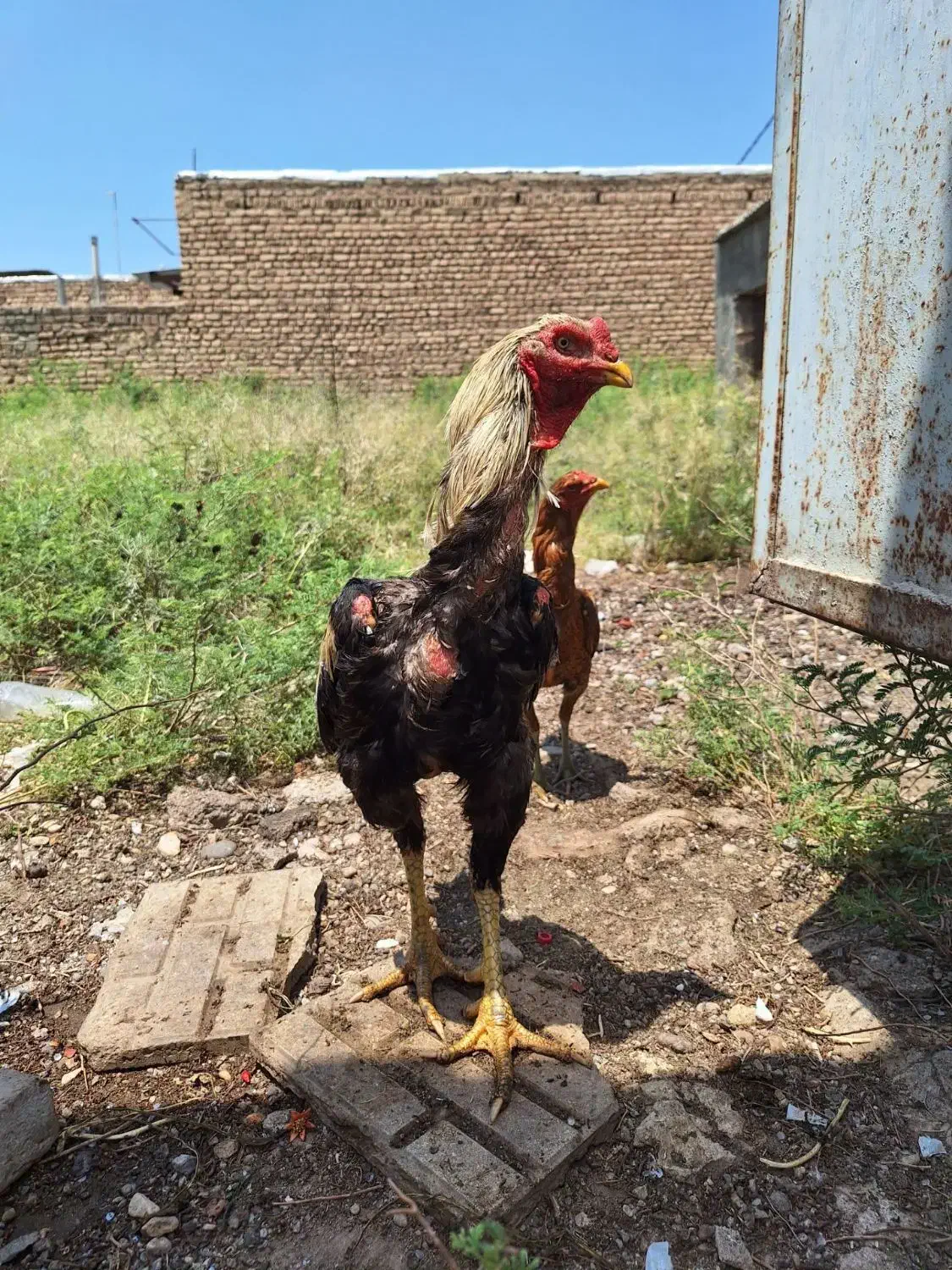 لاری و غاز|حیوانات مزرعه|ساوه, |دیوار