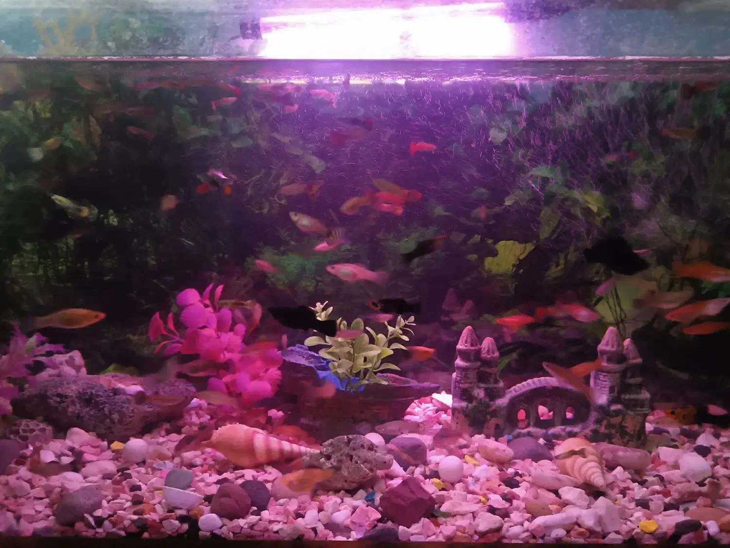 گپی بیگ ایر سایز متوسط|ماهی|قوچان, |دیوار