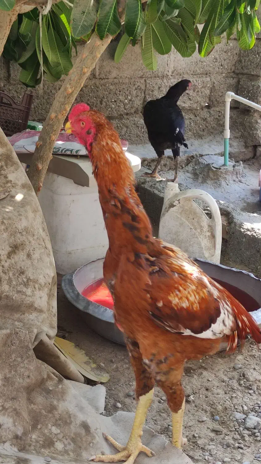 فروش خروس|حیوانات مزرعه|میناب, |دیوار