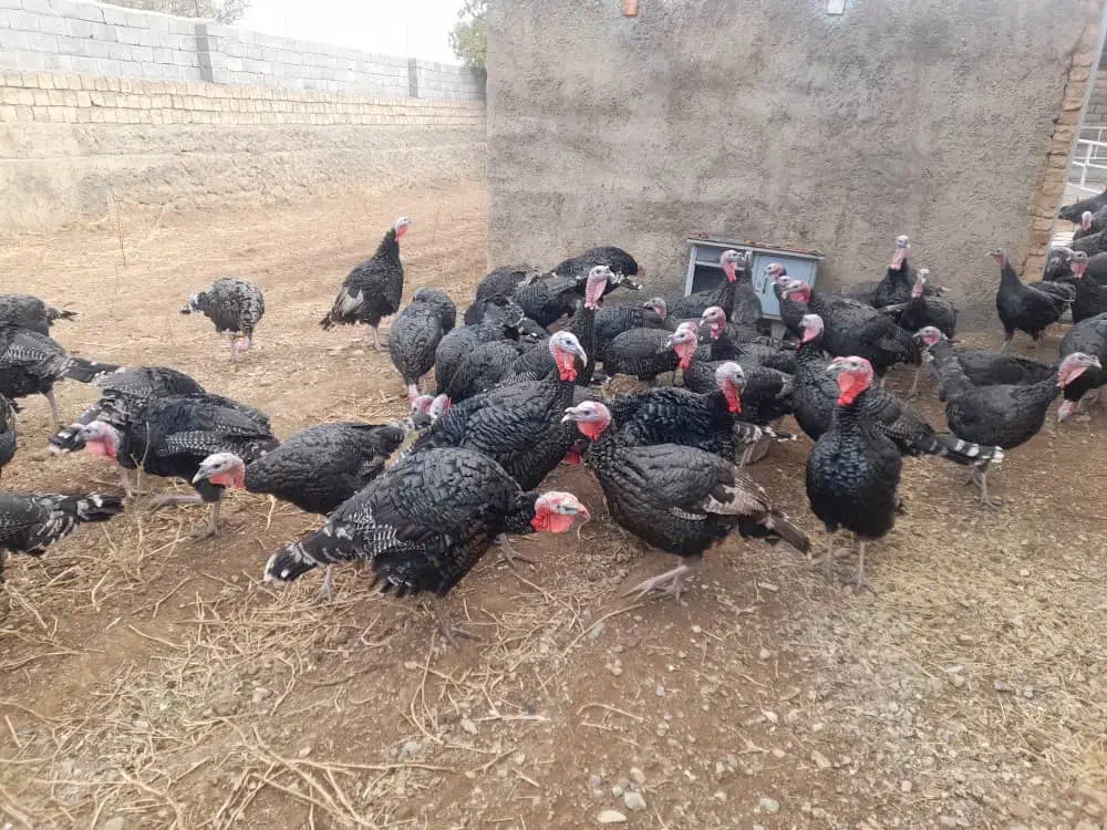 بوقلمون|حیوانات مزرعه|سنقر, |دیوار