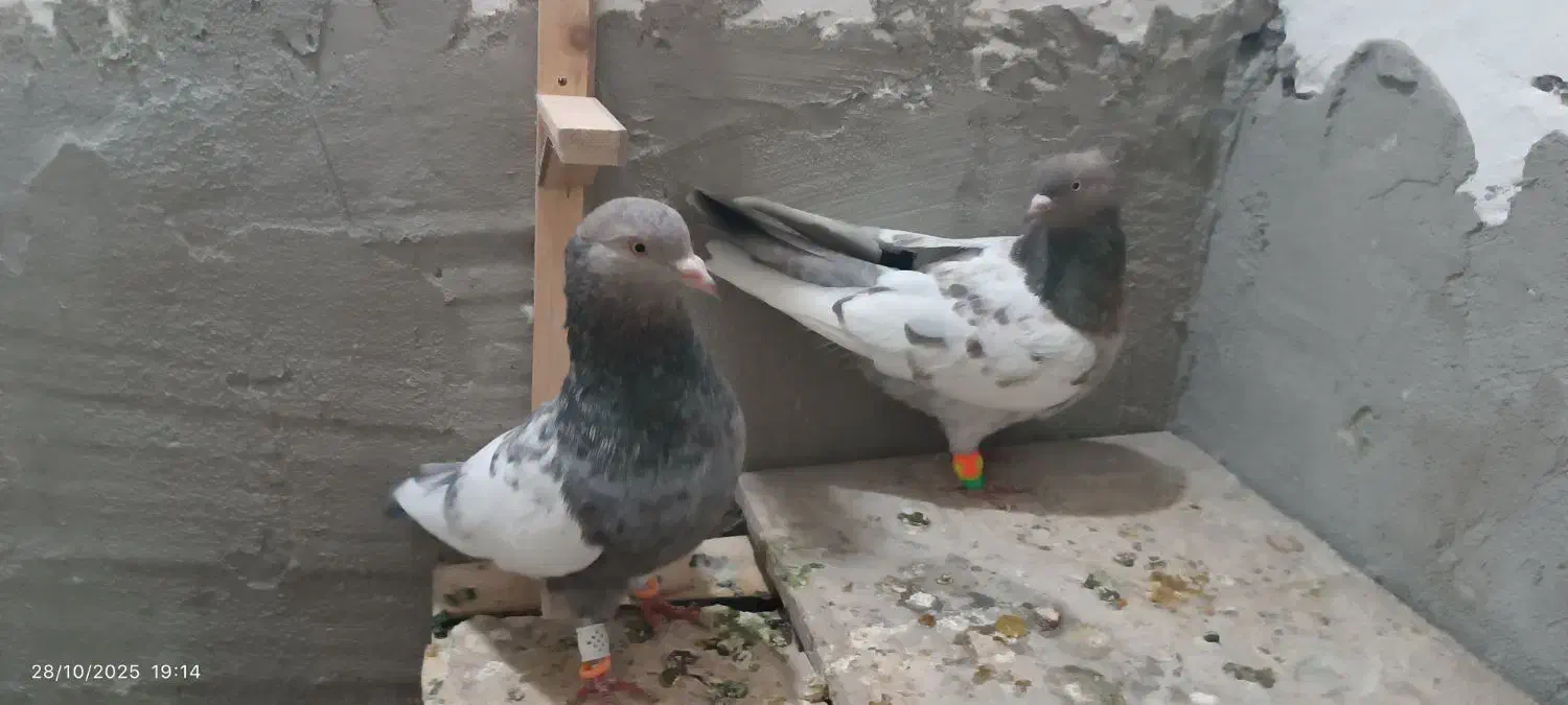 کفتر جفتگاه سینه هفت رنگ و ساده کاکلی شقه پرشی|پرنده|مشهد, خواجه ربیع|دیوار