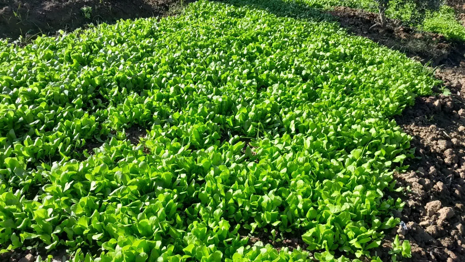 کاهو پیچ زودرس|عمدهفروشی|خان ببین, |دیوار