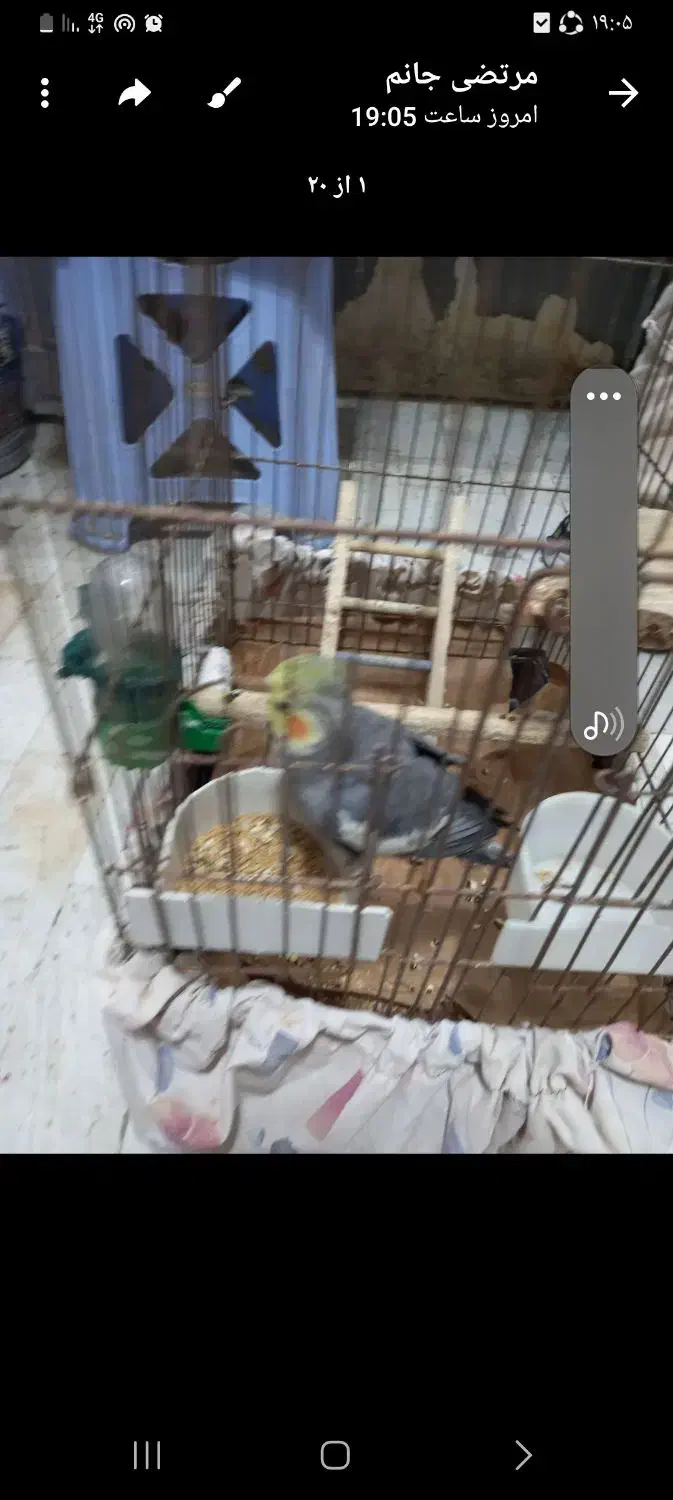 عروس هلندی|پرنده|میانه, |دیوار