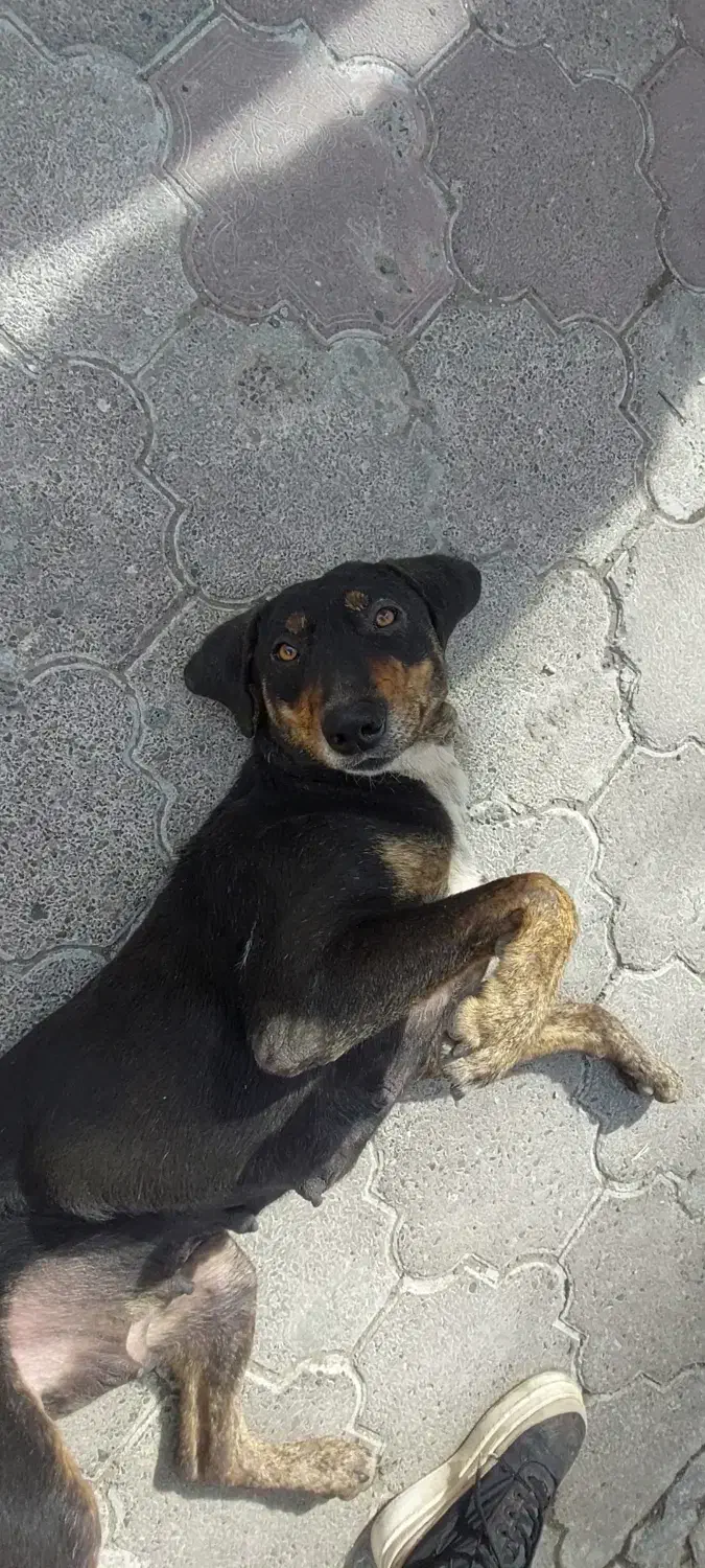 گمشده در لاهیجان|حیوانات|لاهیجان, قیام|دیوار