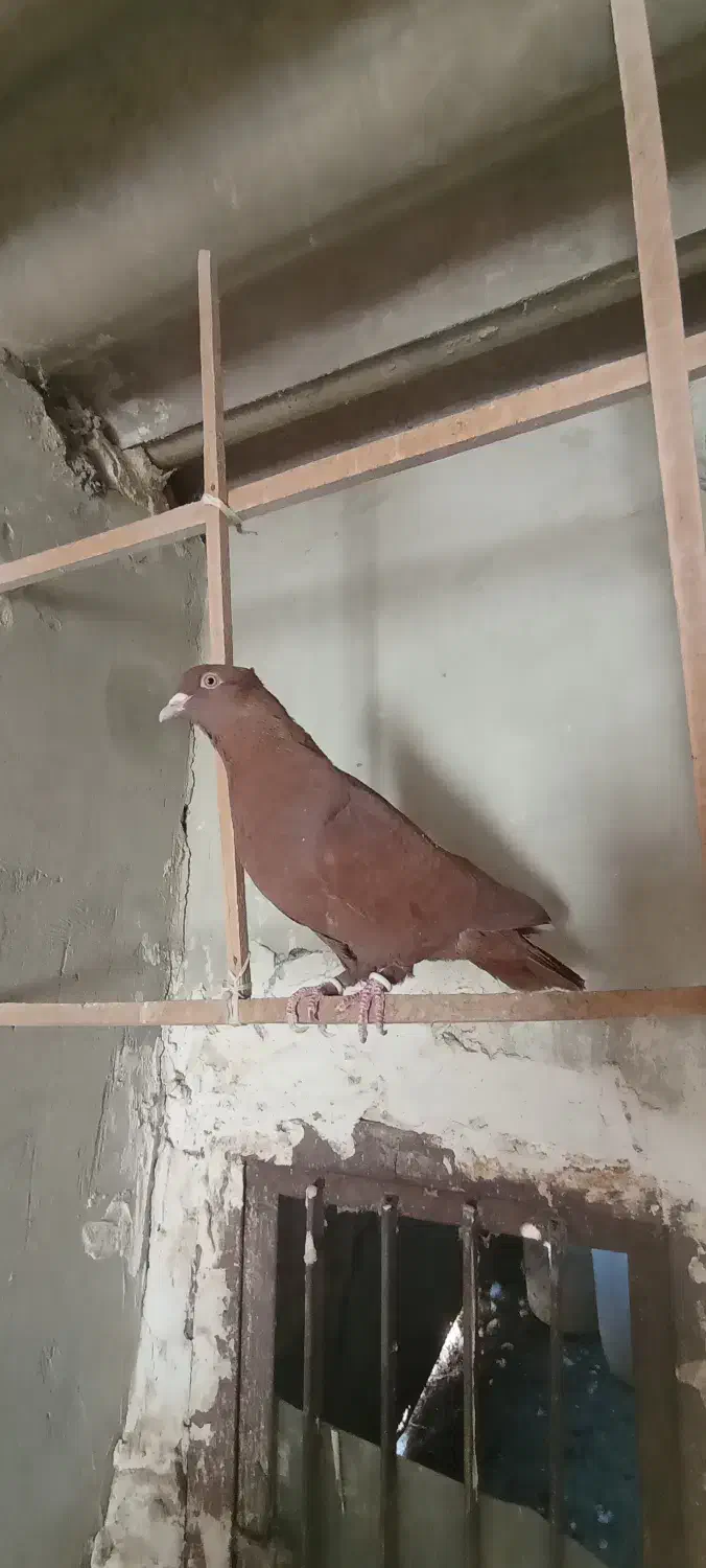 کبوتر|پرنده|مشهد, آبکوه|دیوار