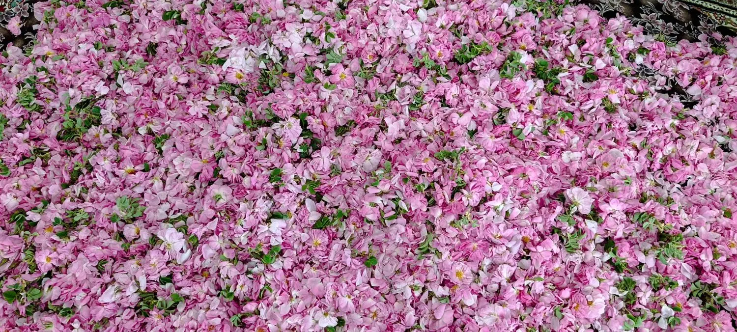 گل محمدی|گل و گیاه طبیعی|بیجار, |دیوار