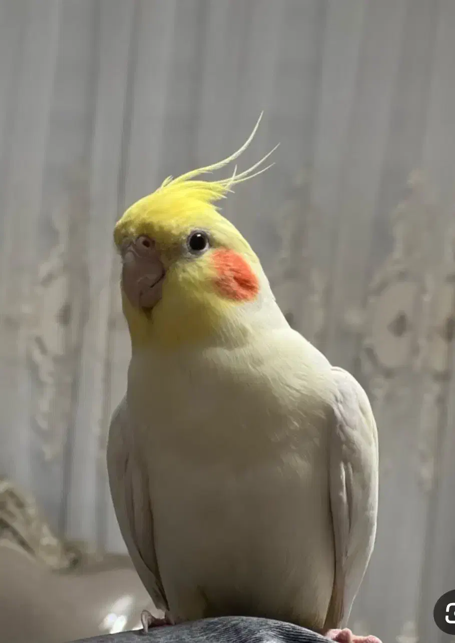 عروس هلندی گمشده در خیابان بابل|حیوانات|قائمشهر, |دیوار