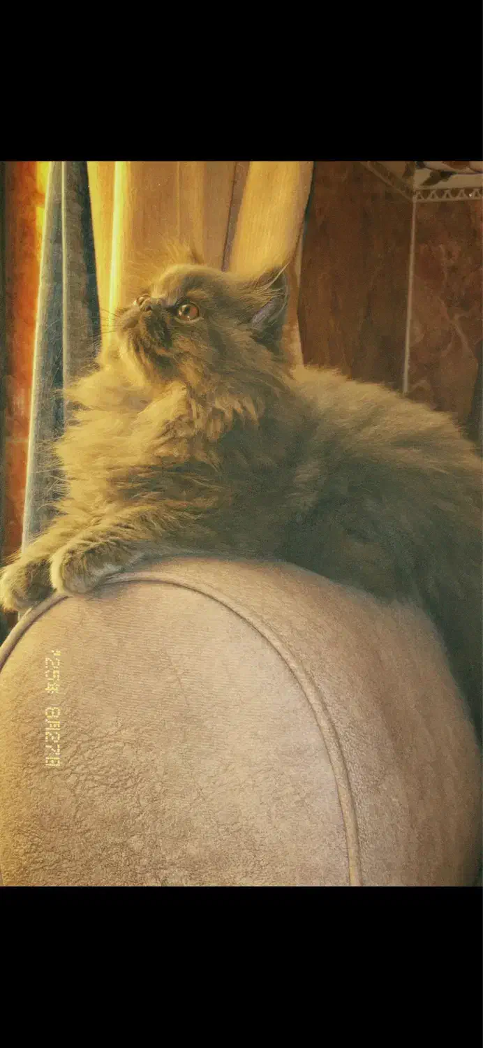 گربه پرشین|گربه|قشم, |دیوار