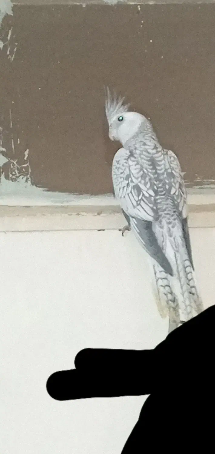 عروس نر|پرنده|دورود, |دیوار