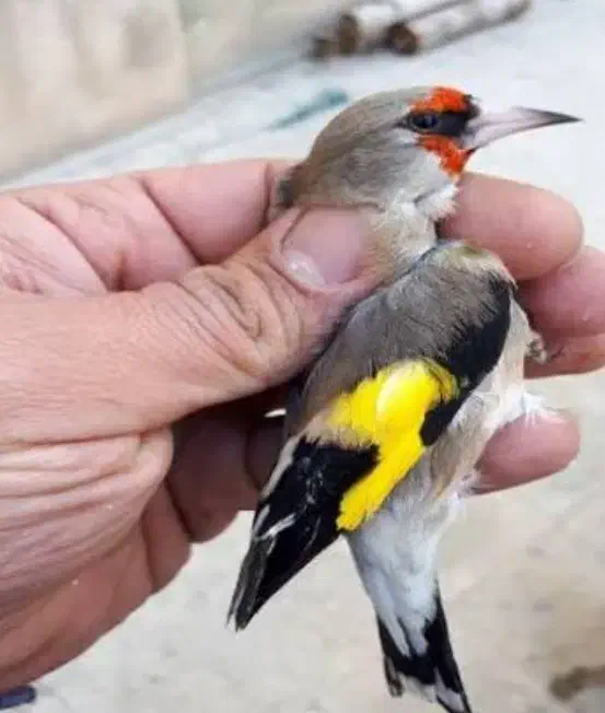 قناری سهره|پرنده|بوشهر, |دیوار