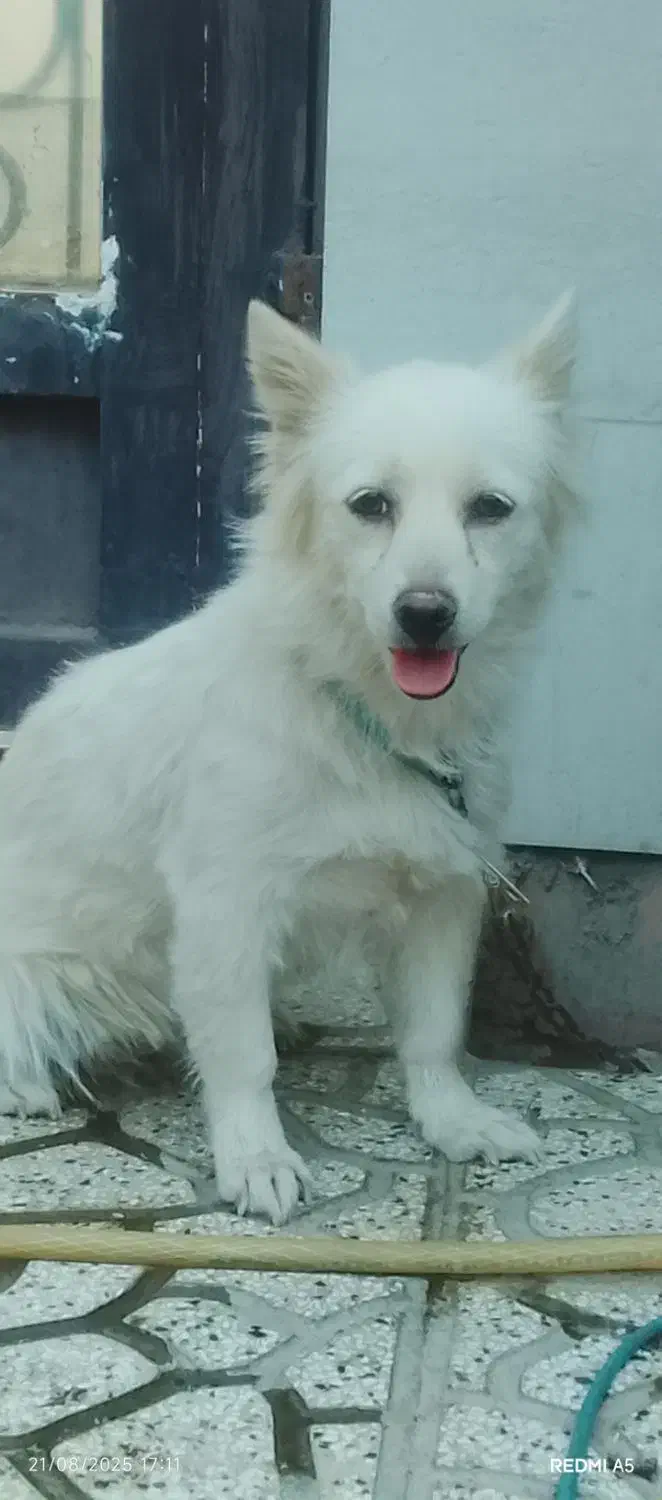 سگ پامرین گم شده|حیوانات|تربت‌حیدریه, طالقانی|دیوار