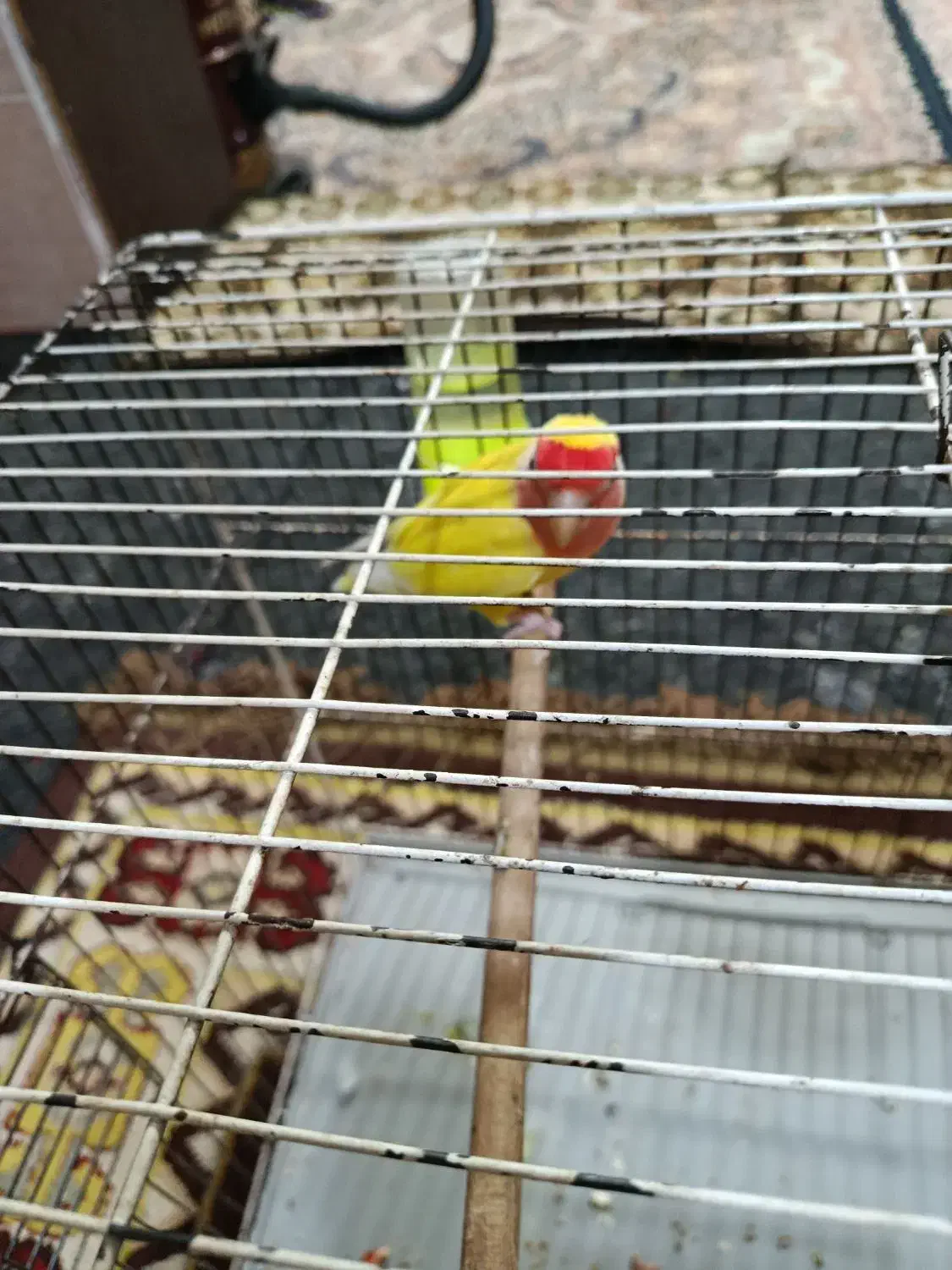 طوطی برزیلی|پرنده|نورآباد ممسنی, |دیوار