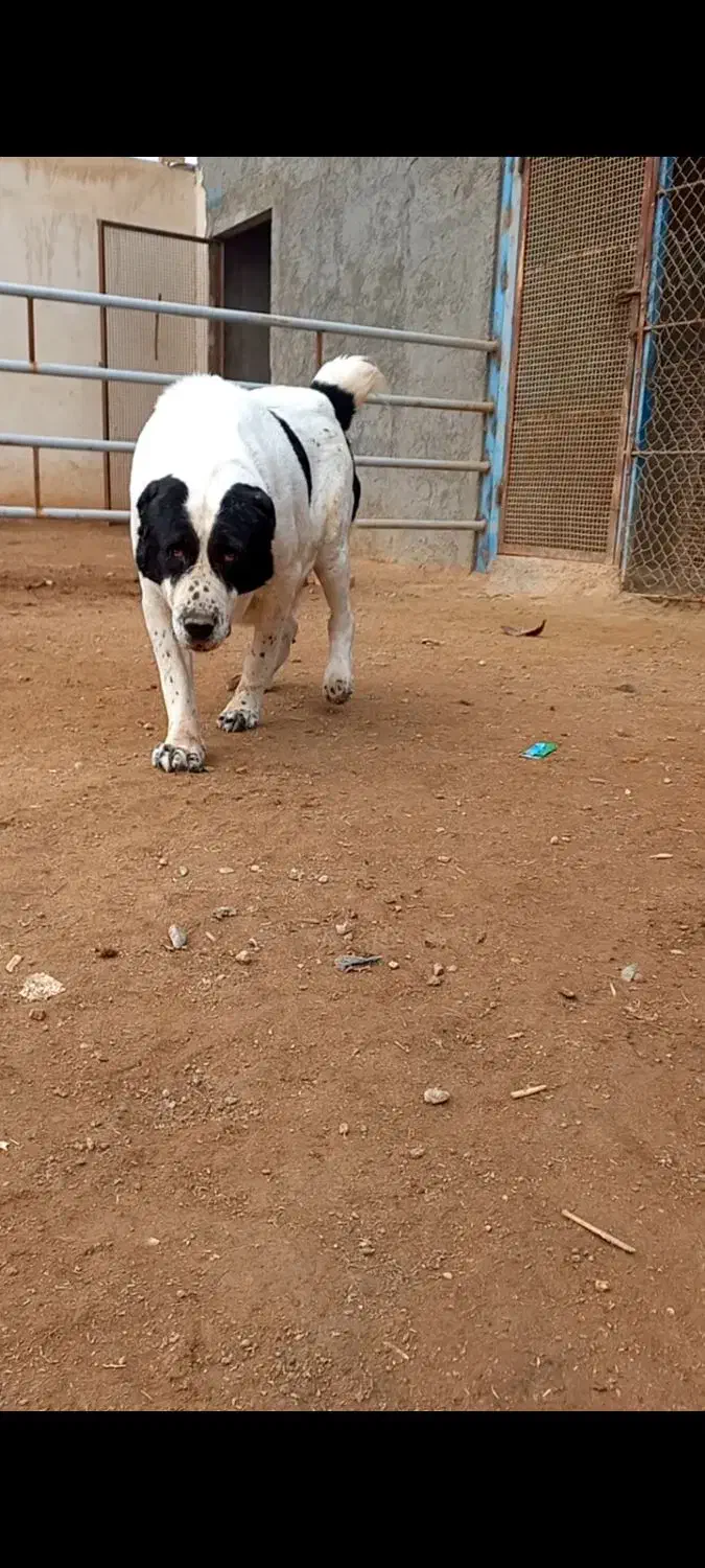 واگزای سگ لاس|سگ|برخوار, |دیوار