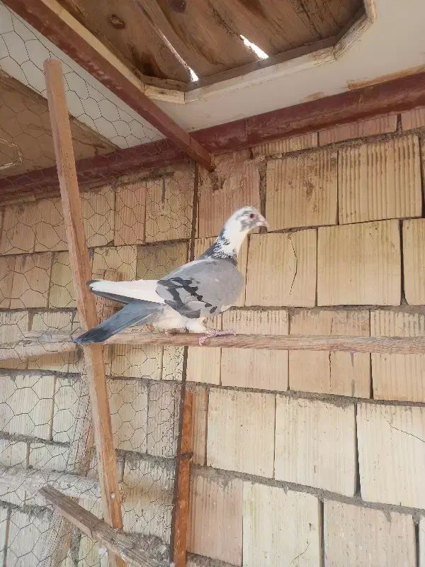 کبوتر پلاکی|پرنده|اشکذر, |دیوار