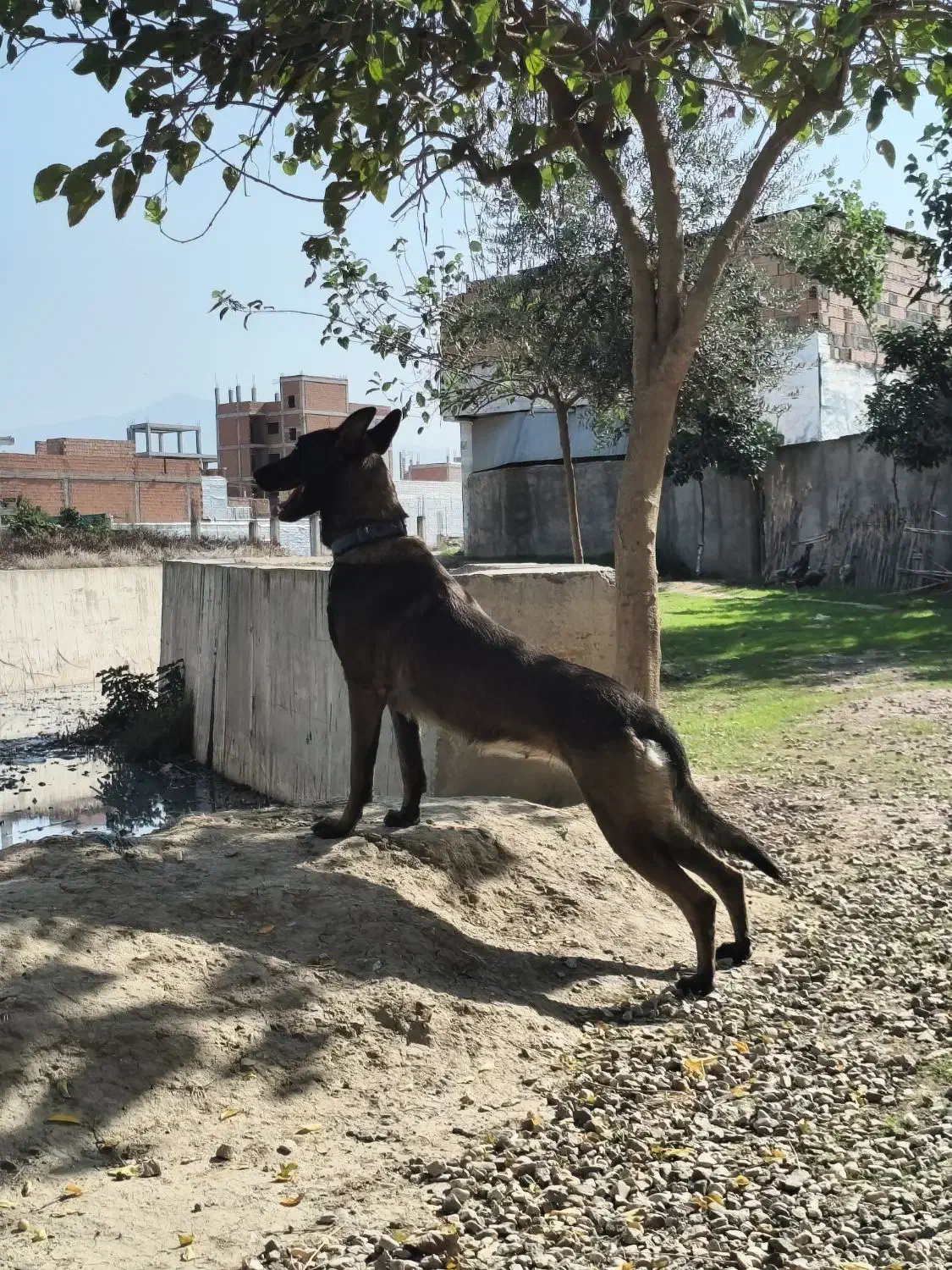 سگ مالینویز اصل|سگ|آزادشهر, |دیوار