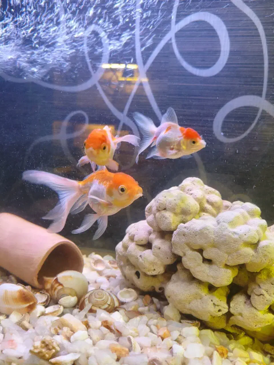 حراج سالن تکثیر ماهی|ماهی|تبریز, |دیوار