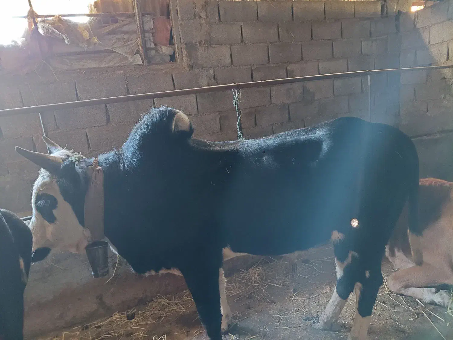گاو نر محلی   چمری کر|حیوانات مزرعه|شیرگاه, |دیوار