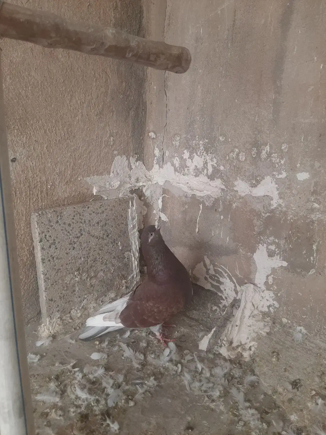 ۲تا کفتر ماده|پرنده|ری, هاشم‌آباد|دیوار