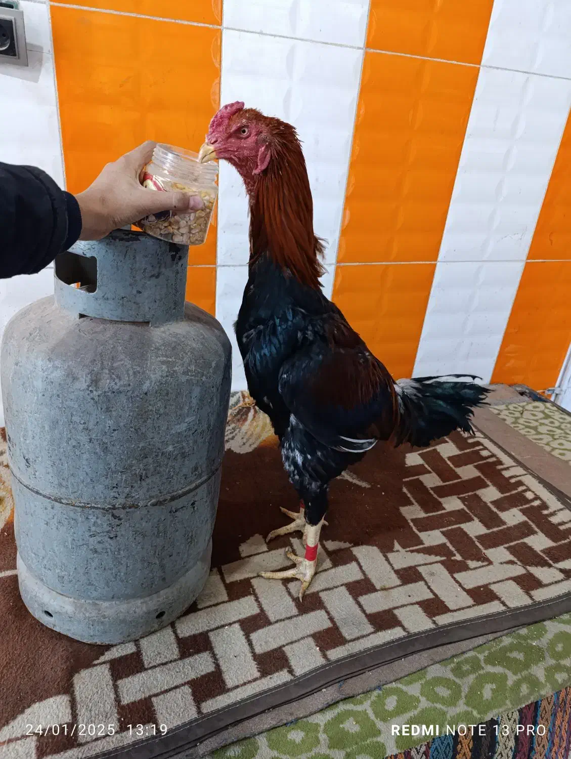 مرغ و خروس لاری|حیوانات|بم, |دیوار