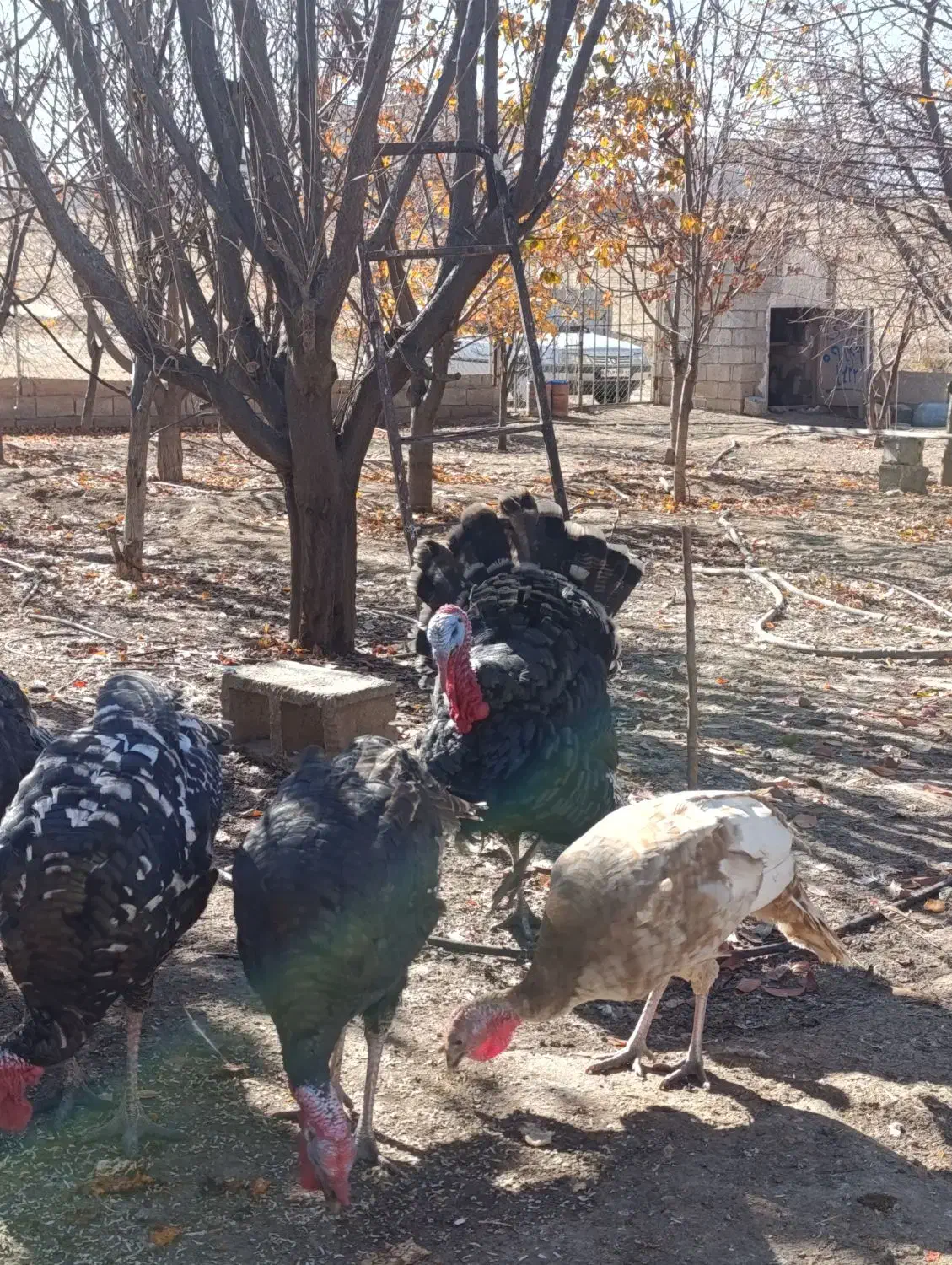 بوقلمون طبیعی نر|حیوانات مزرعه|اهر, |دیوار