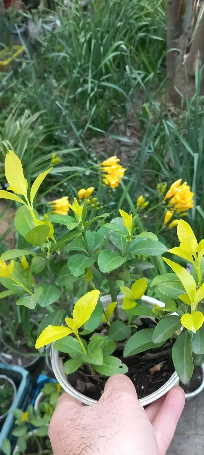 حراج حراج انواع گل|حراج|رشت, نخودچر|دیوار