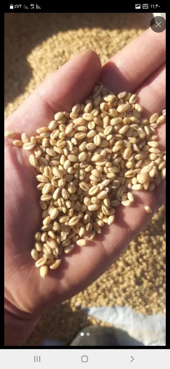 ۱۰تن گندم پیشگام|عمده‌فروشی|ارس, |دیوار