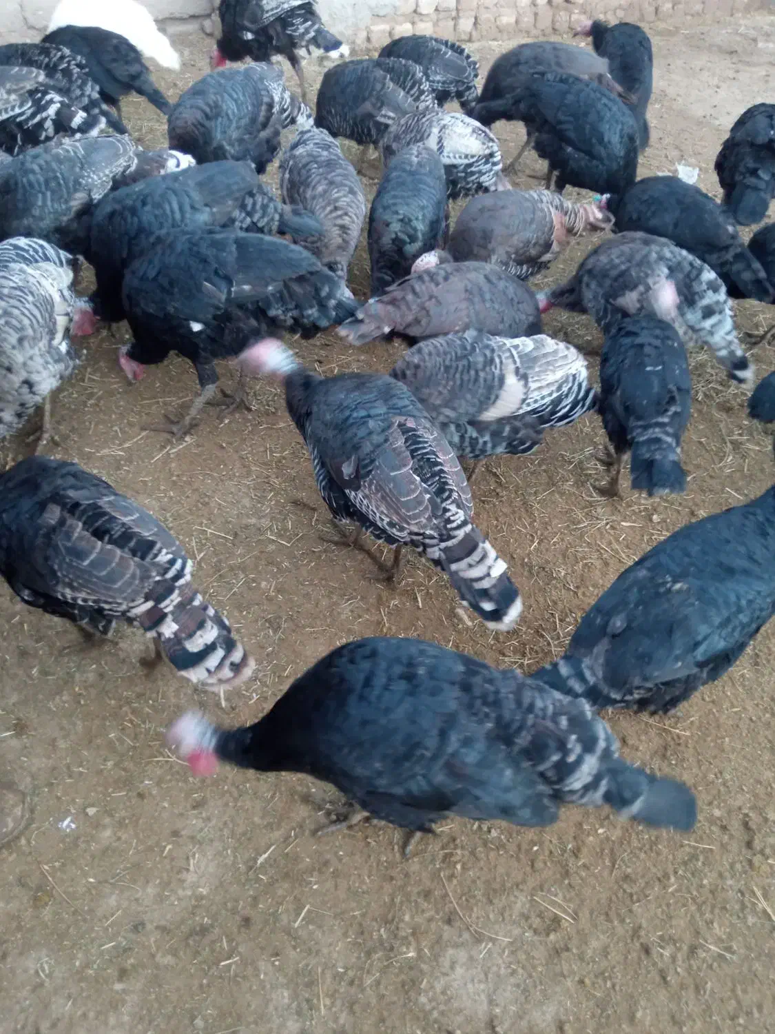 بوقلمون نر و ماده|حیوانات مزرعه|کنگاور, |دیوار