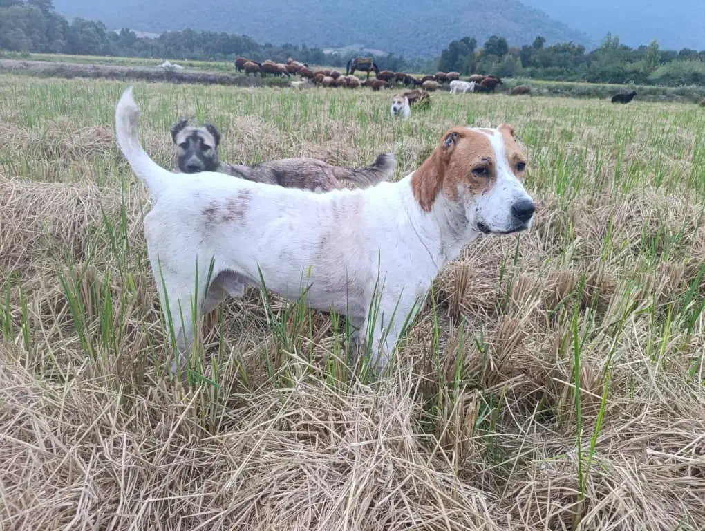 سگ گله گوسفند بسیار هوشیار|سگ|خان ببین, |دیوار