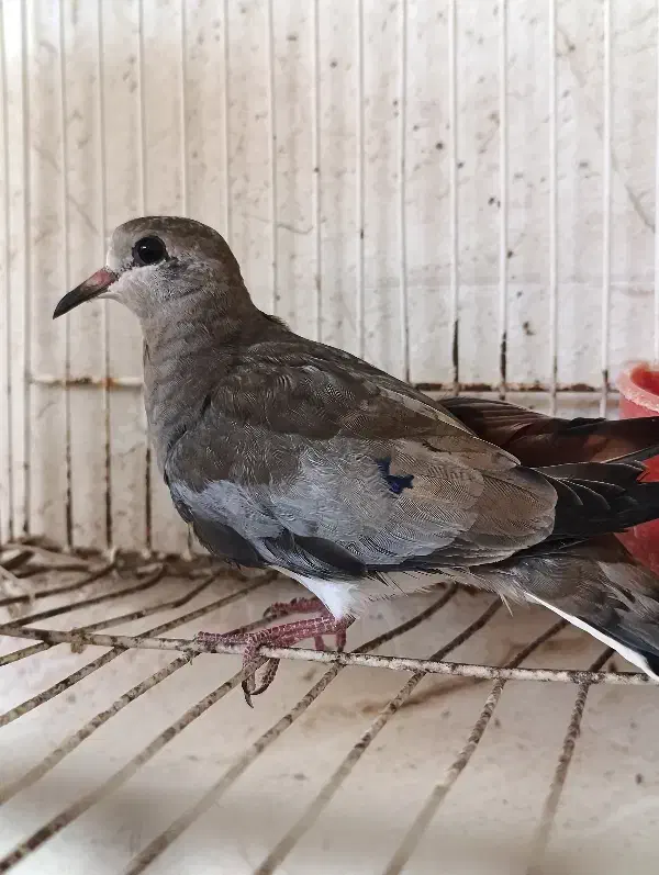 کبوتر خانگی ناماکوا|پرنده|بندرعباس, |دیوار