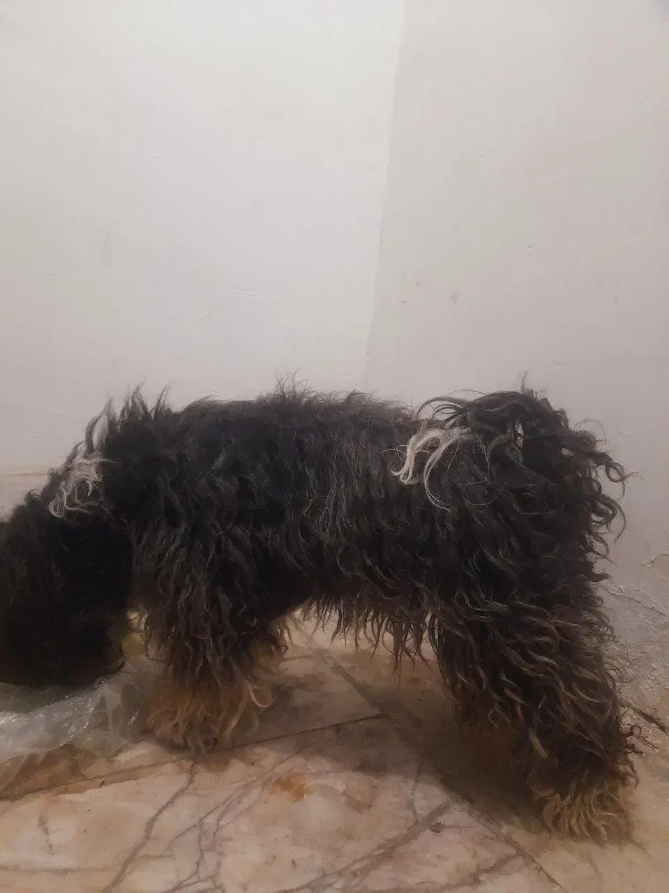 سگ پاپی|سگ|مشهد, شهرک رازی (شهرک غرب)|دیوار