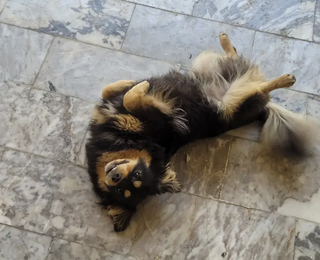 سگ فینیش لفند اشپیتز|سگ|مه ولات, |دیوار