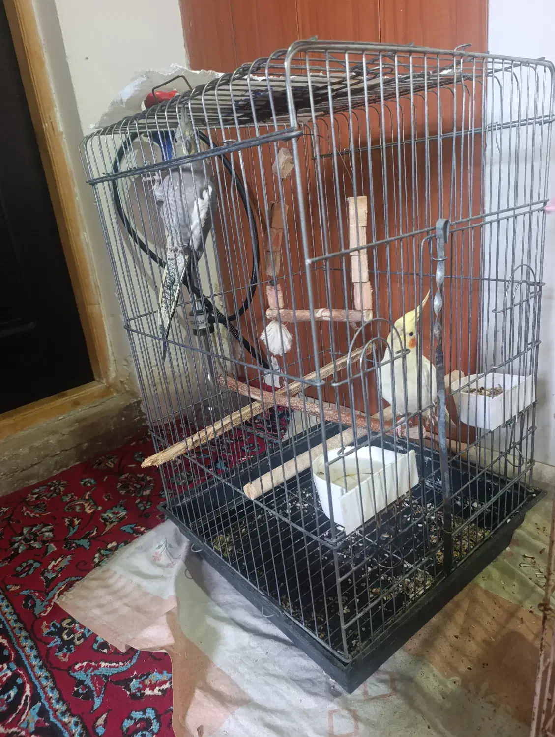 عروس هلندی جوان|پرنده|رشت, ولکس|دیوار