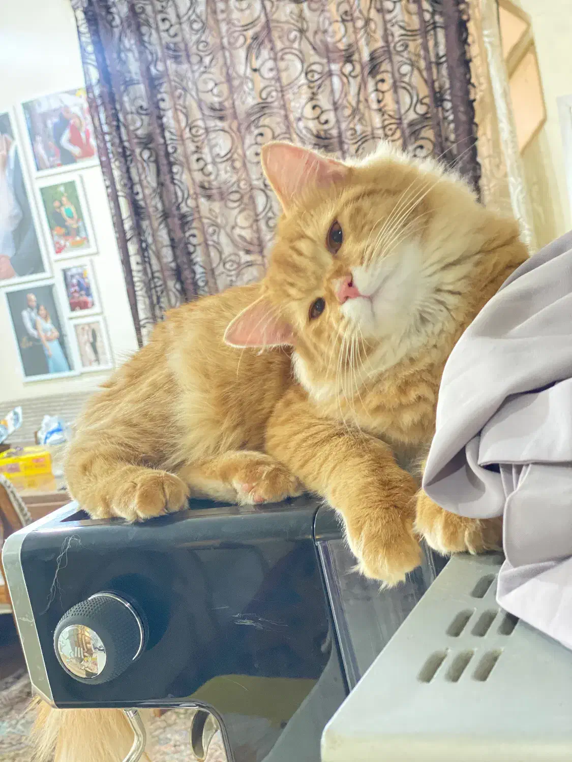 گربه|گربه|اهواز, گلستان|دیوار