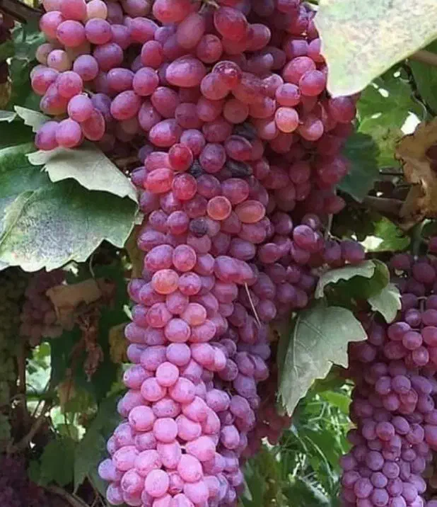 نهال های پر فروش و اقتصادی|خدمات باغبانی و درختکاری|مشهد, آیت الله کاشانی|دیوار