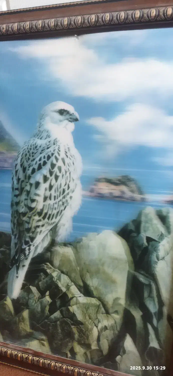 تابلو شاهین و ببرسه بعدی|فروشگاه و مغازه|کهک, |دیوار