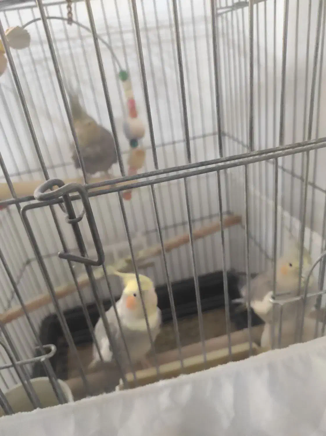 عروس هلندی|پرنده|تاکستان, |دیوار