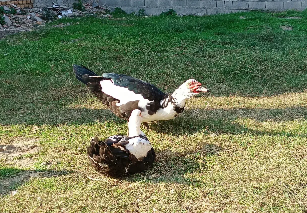 اردک|حیوانات مزرعه|گمیشان, |دیوار