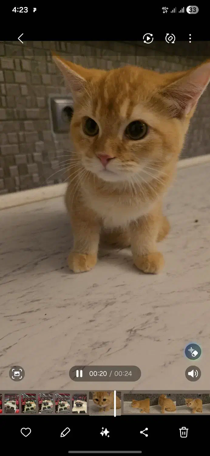 نوه عزیزم|گربه|ارومیه, |دیوار