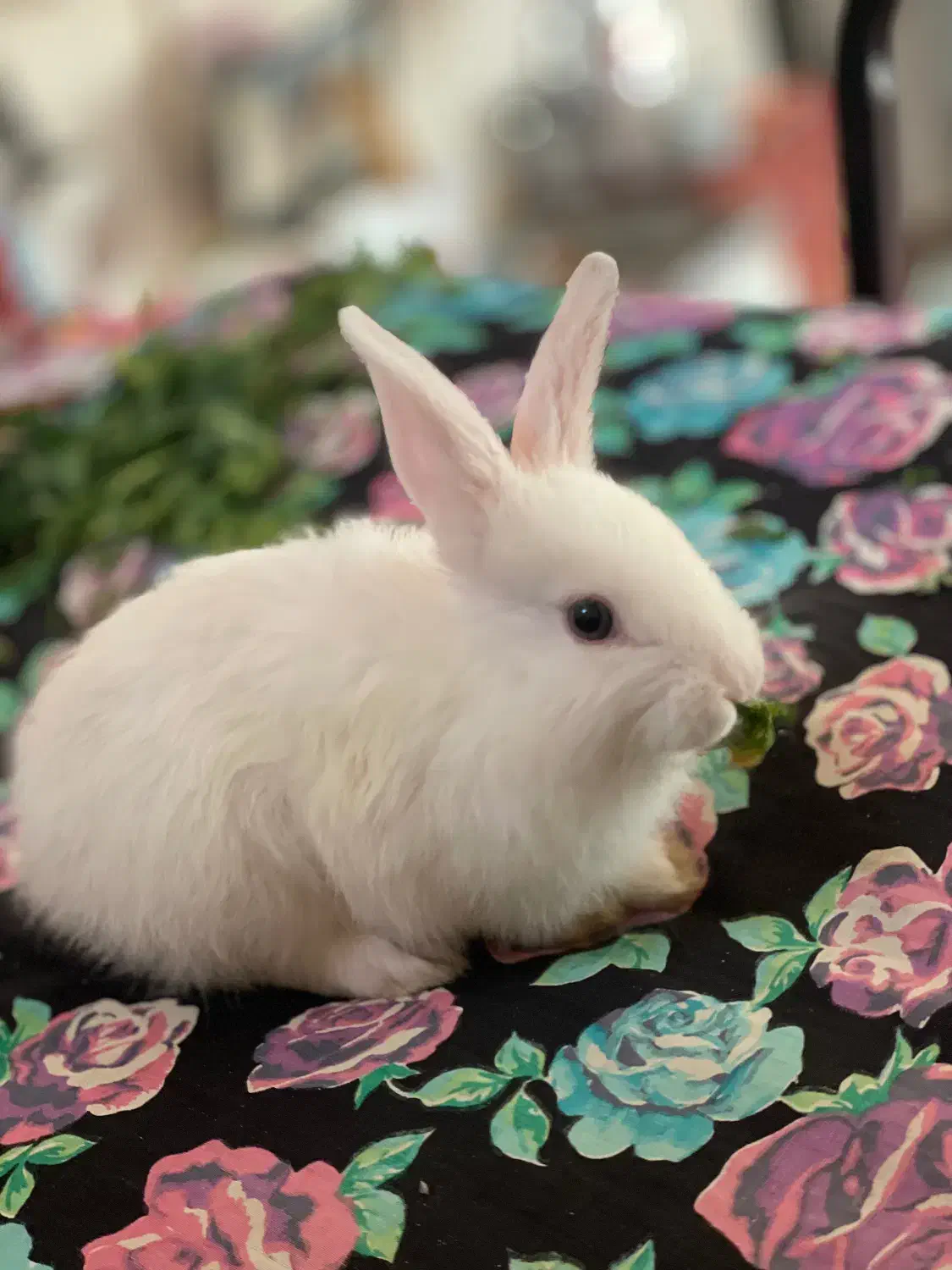 خرگوش|موش و خرگوش|مراغه, |دیوار